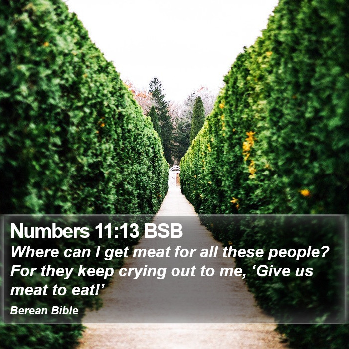 Numbers 11:13 BSB Bible Study