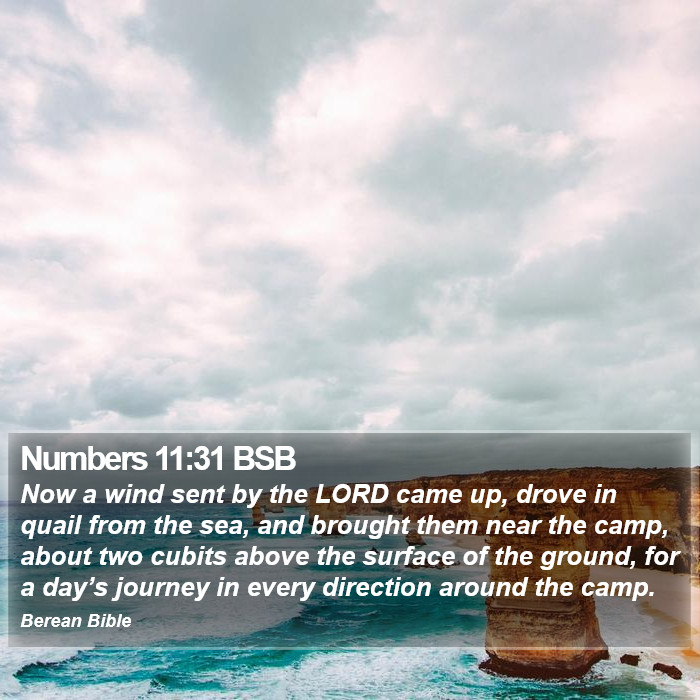 Numbers 11:31 BSB Bible Study