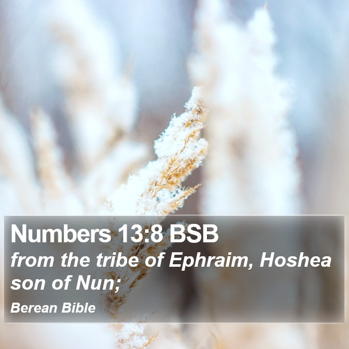 Numbers 13:8 BSB Bible Study