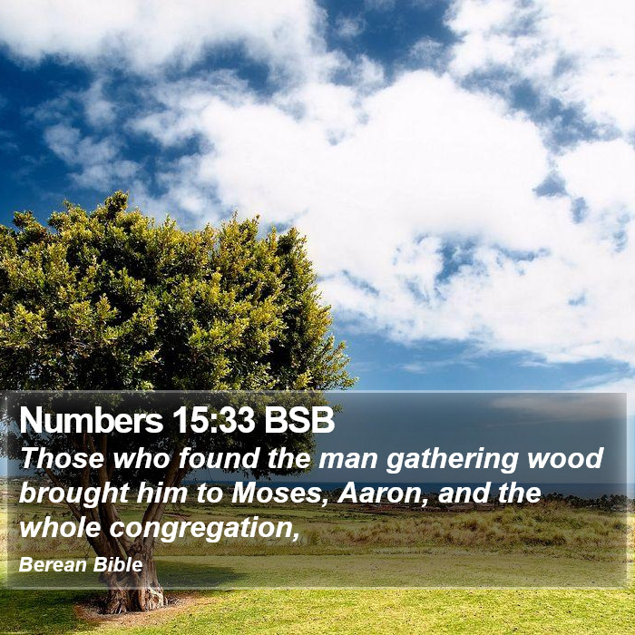 Numbers 15:33 BSB Bible Study