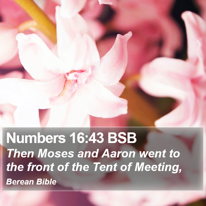 Numbers 16:43 BSB Bible Study