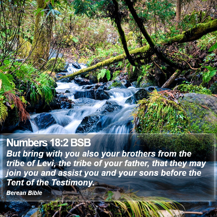 Numbers 18:2 BSB Bible Study