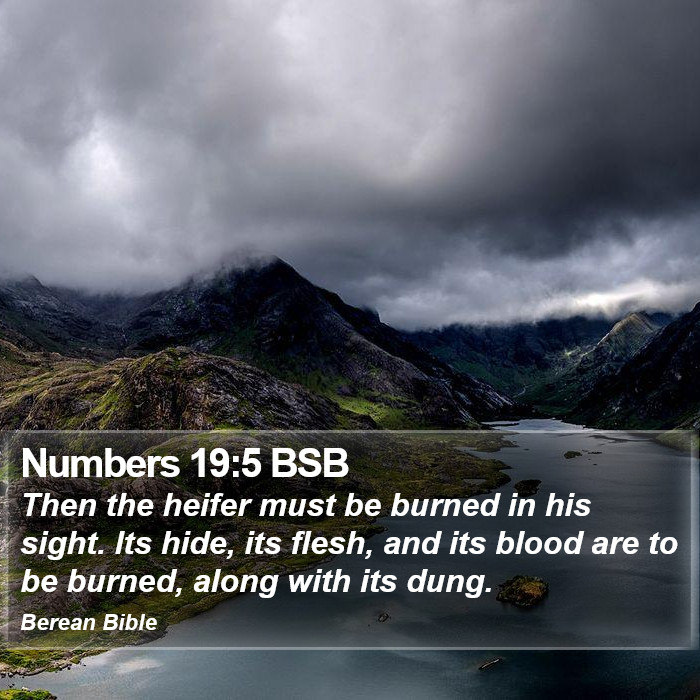 Numbers 19:5 BSB Bible Study