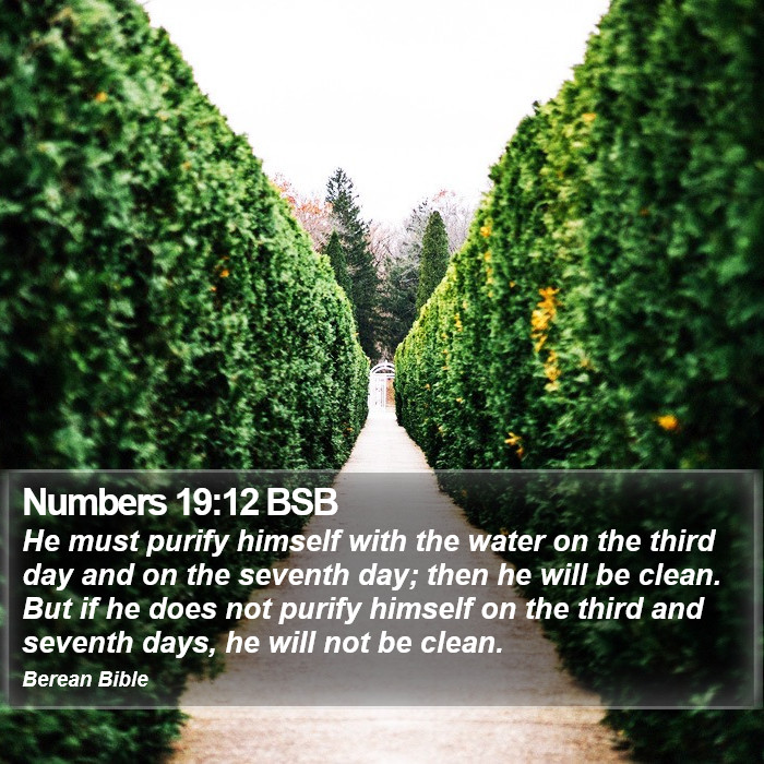 Numbers 19:12 BSB Bible Study