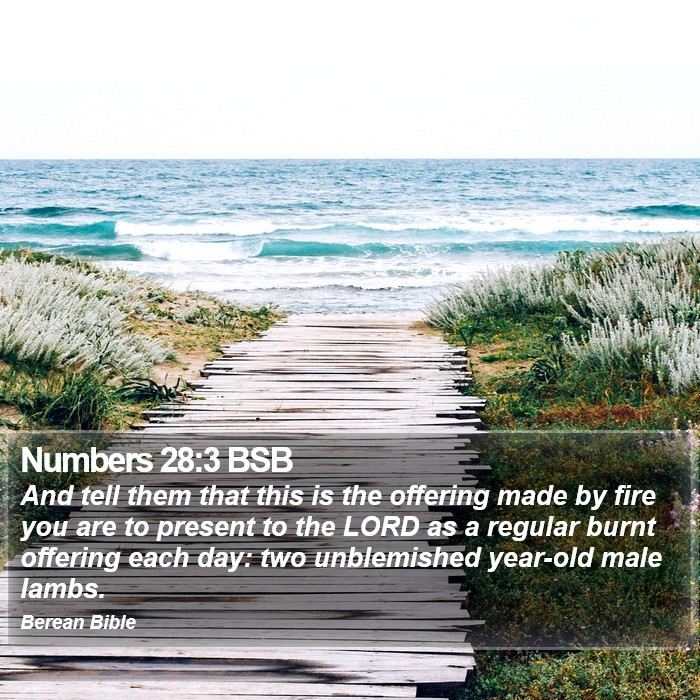 Numbers 28:3 BSB Bible Study