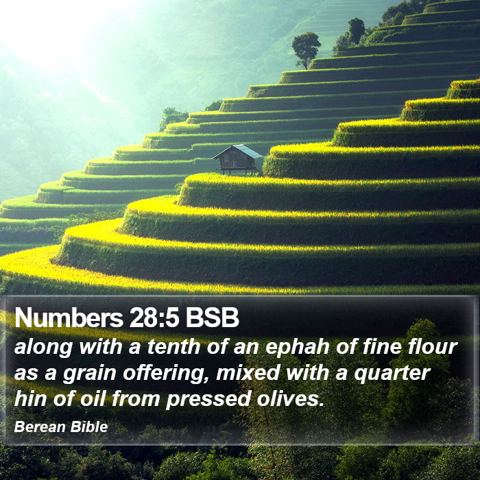 Numbers 28:5 BSB Bible Study