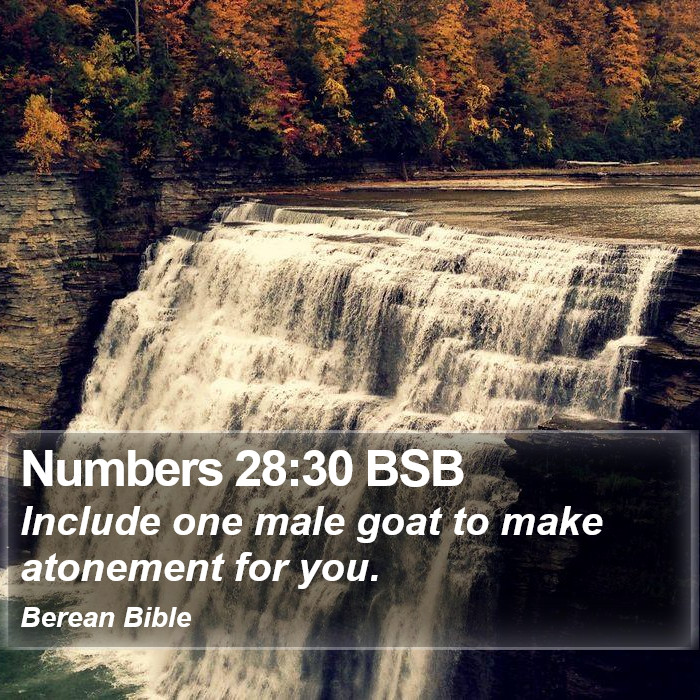 Numbers 28:30 BSB Bible Study