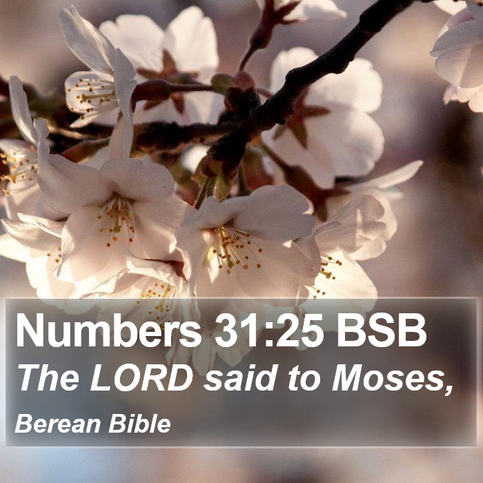 Numbers 31:25 BSB Bible Study