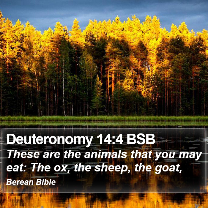 Deuteronomy 14:4 BSB Bible Study