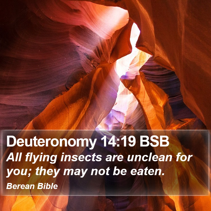 Deuteronomy 14:19 BSB Bible Study