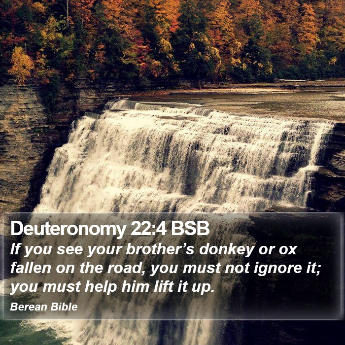 Deuteronomy 22:4 BSB Bible Study