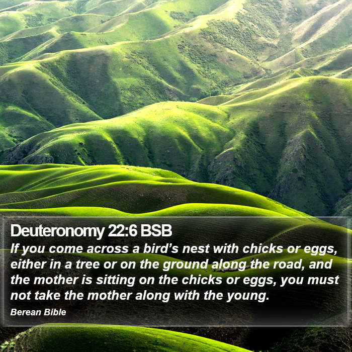 Deuteronomy 22:6 BSB Bible Study