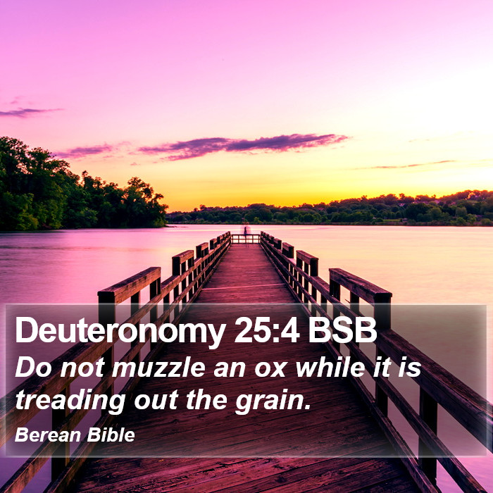 Deuteronomy 25:4 BSB Bible Study