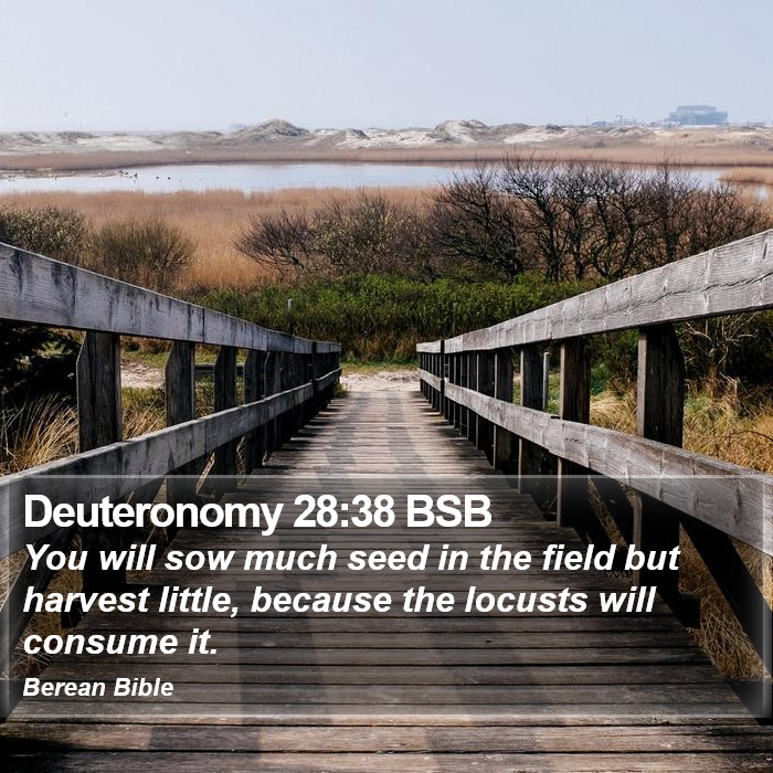 Deuteronomy 28:38 BSB Bible Study