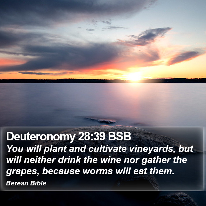 Deuteronomy 28:39 BSB Bible Study