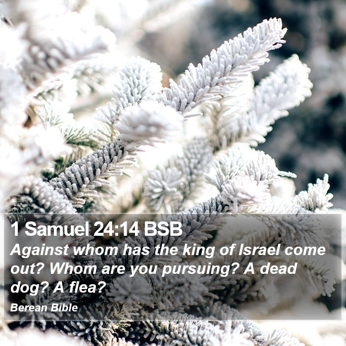 1 Samuel 24:14 BSB Bible Study