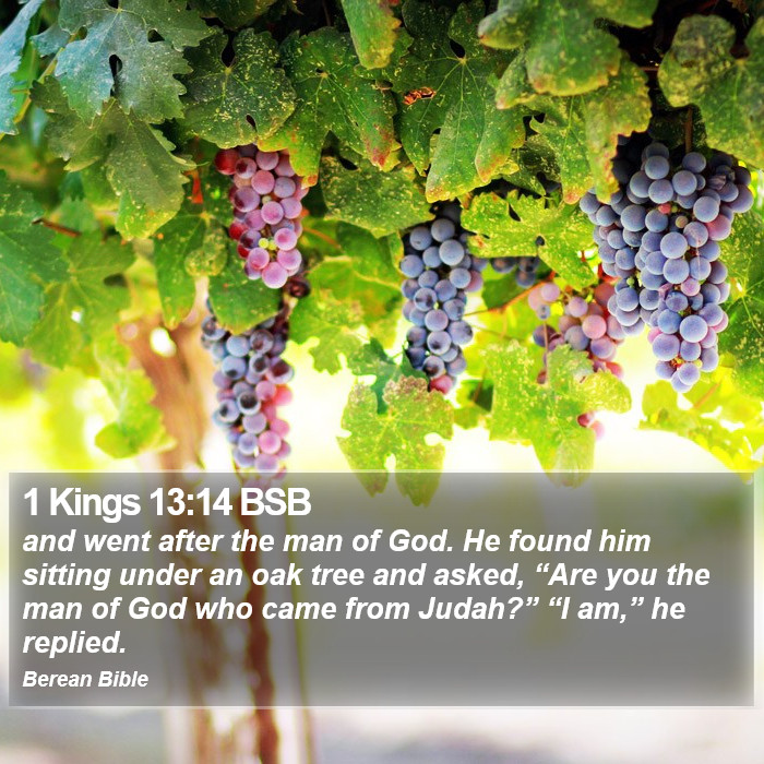 1 Kings 13:14 BSB Bible Study