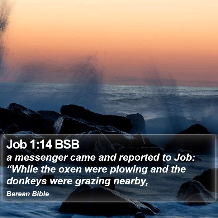 Job 1:14 BSB Bible Study