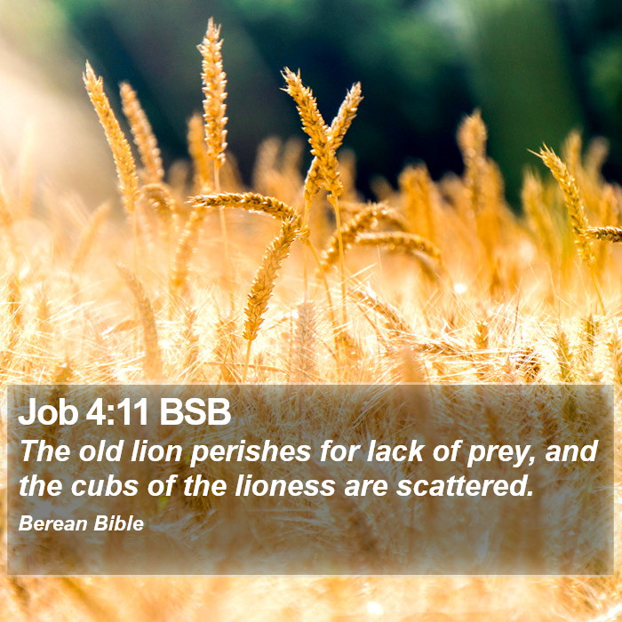 Job 4:11 BSB Bible Study