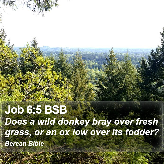 Job 6:5 BSB Bible Study