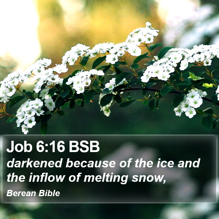 Job 6:16 BSB Bible Study