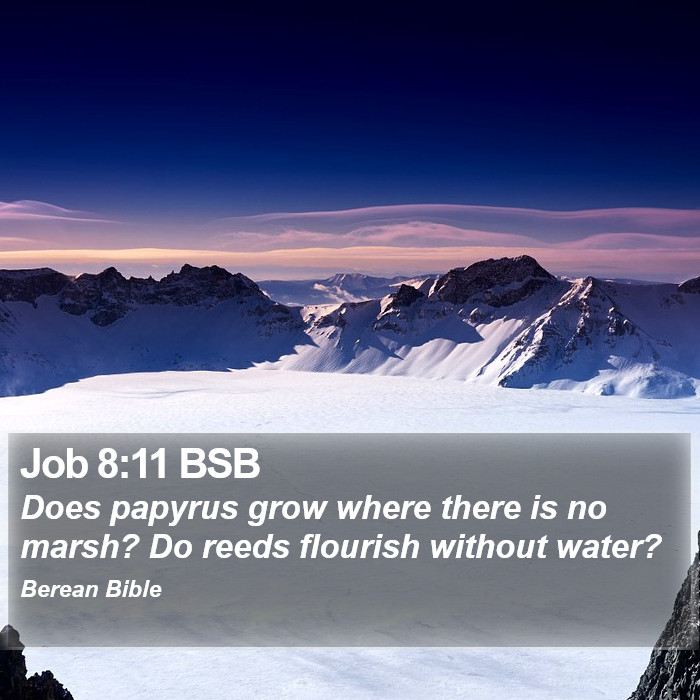 Job 8:11 BSB Bible Study