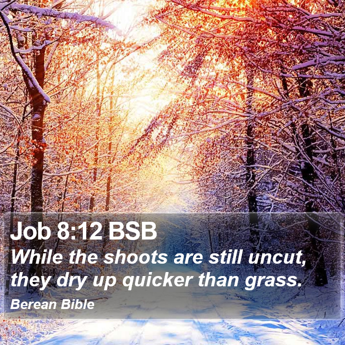 Job 8:12 BSB Bible Study