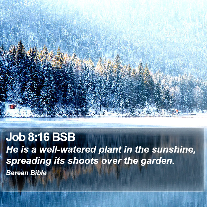 Job 8:16 BSB Bible Study