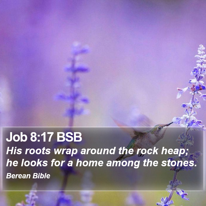 Job 8:17 BSB Bible Study