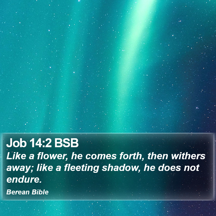 Job 14:2 BSB Bible Study