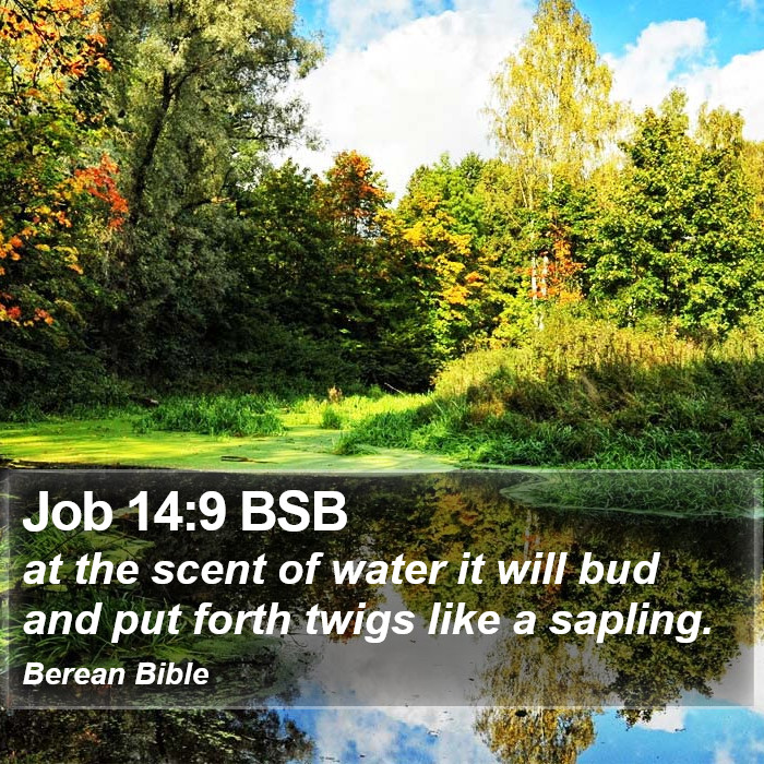 Job 14:9 BSB Bible Study