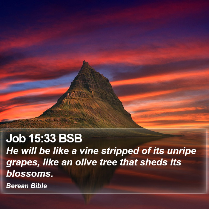 Job 15:33 BSB Bible Study