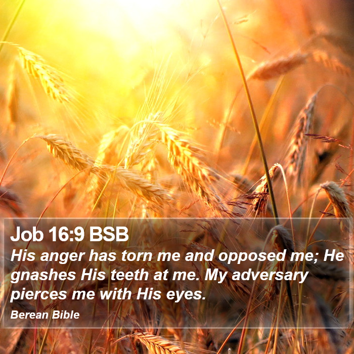 Job 16:9 BSB Bible Study