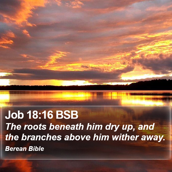 Job 18:16 BSB Bible Study