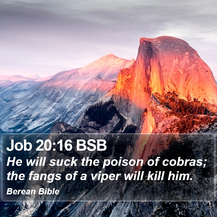 Job 20:16 BSB Bible Study