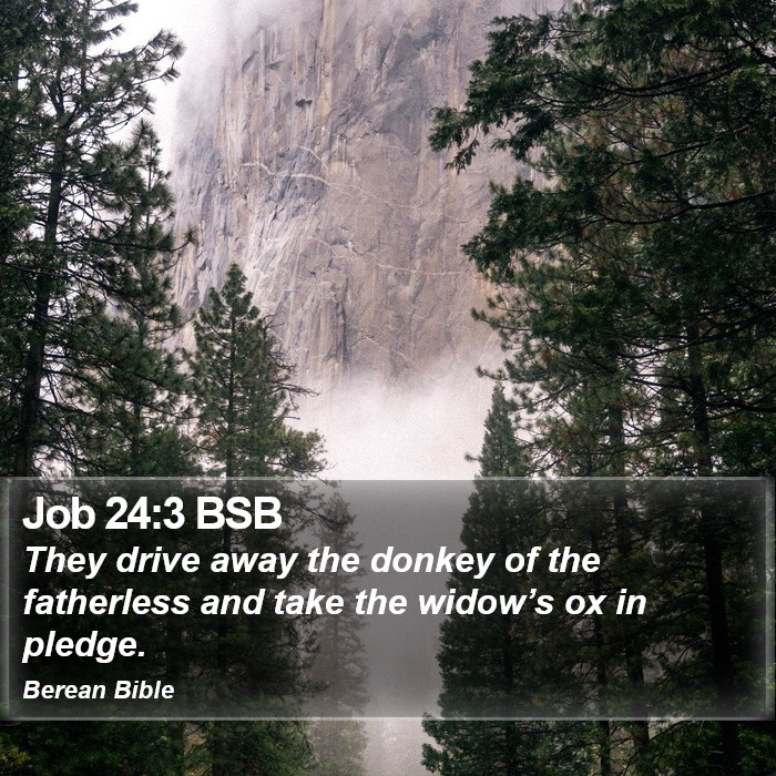 Job 24:3 BSB Bible Study