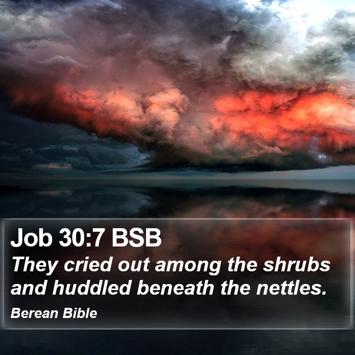 Job 30:7 BSB Bible Study