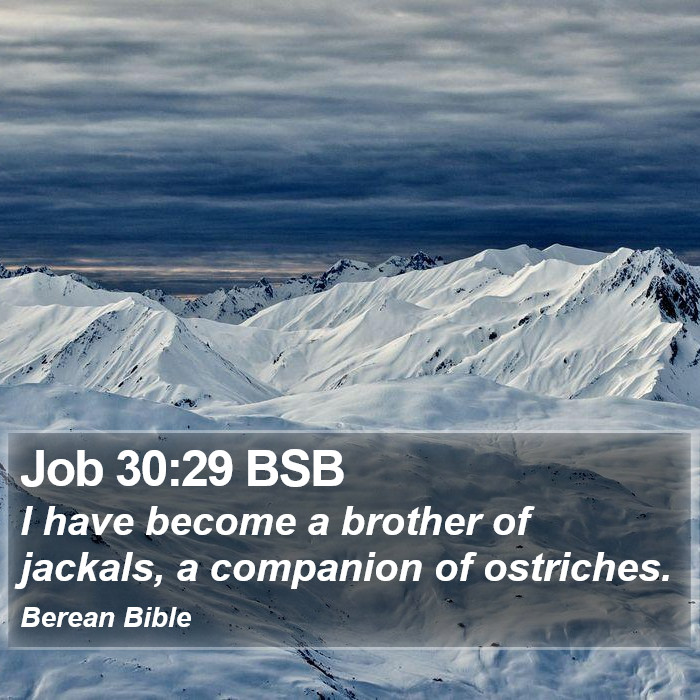 Job 30:29 BSB Bible Study