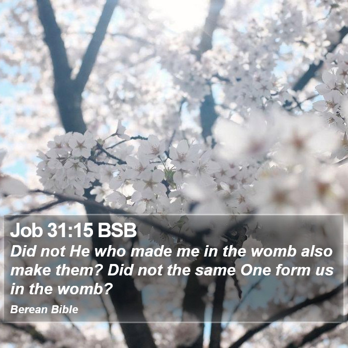 Job 31:15 BSB Bible Study