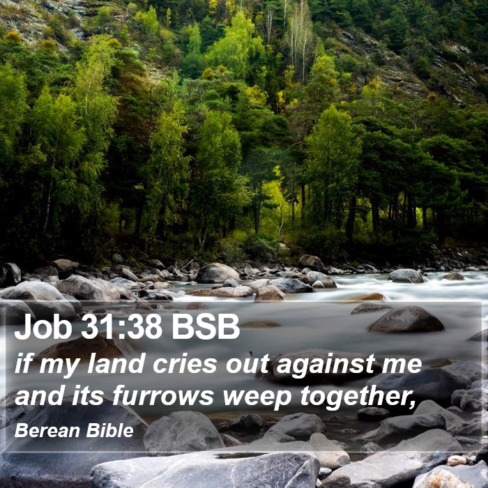 Job 31:38 BSB Bible Study