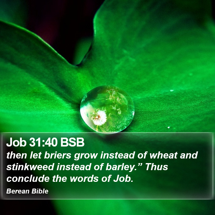 Job 31:40 BSB Bible Study