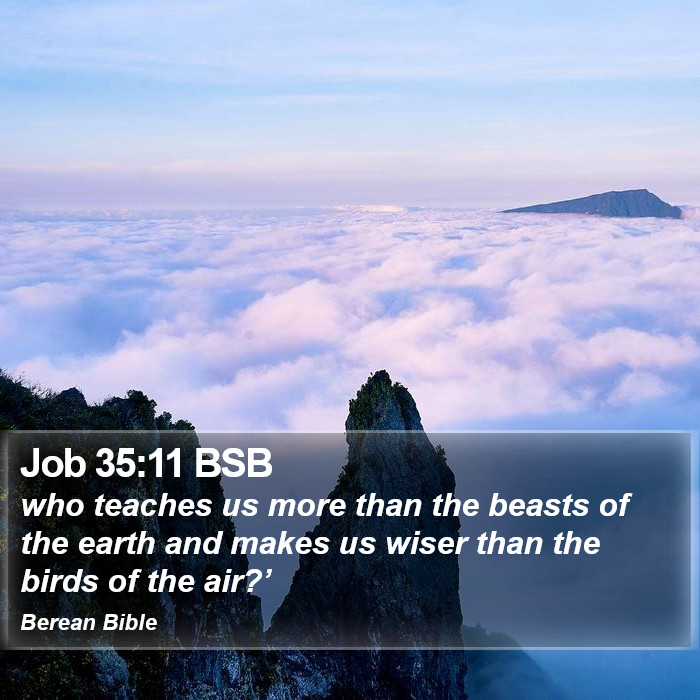 Job 35:11 BSB Bible Study