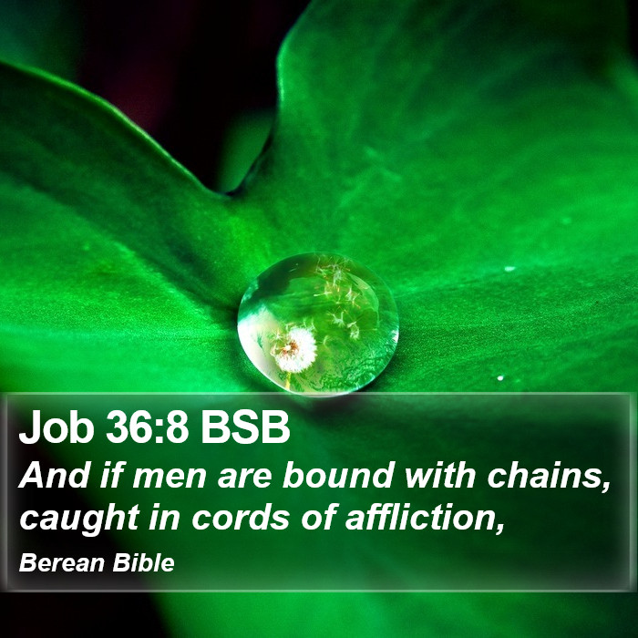 Job 36:8 BSB Bible Study