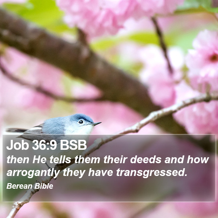 Job 36:9 BSB Bible Study