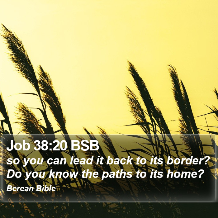 Job 38:20 BSB Bible Study