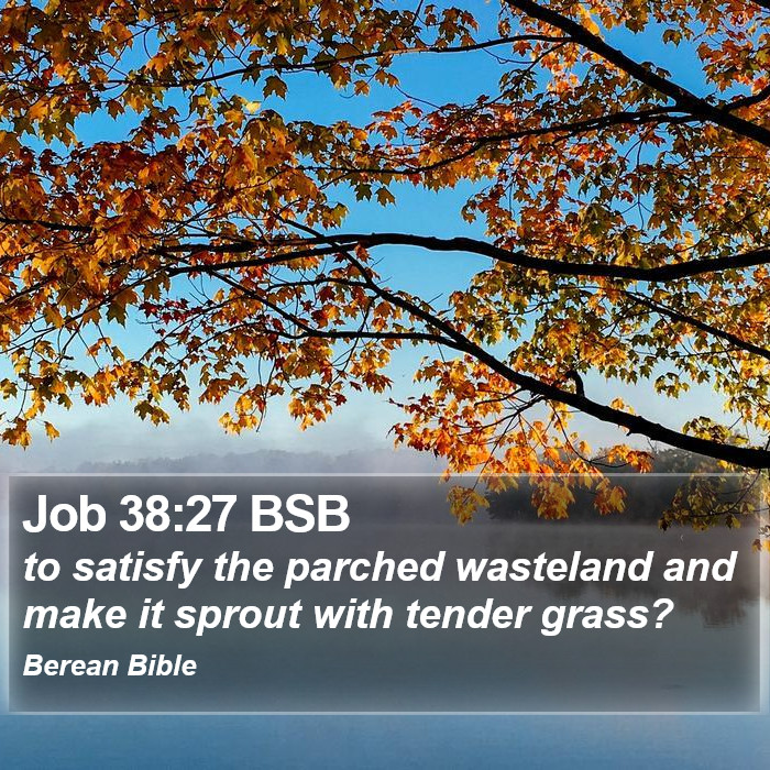 Job 38:27 BSB Bible Study