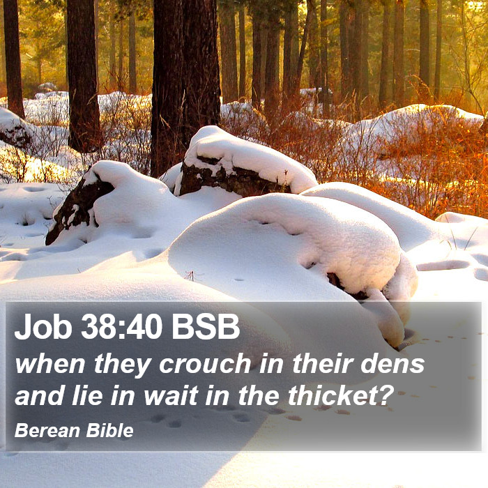 Job 38:40 BSB Bible Study