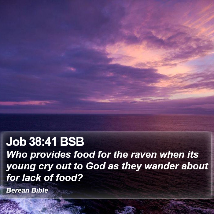 Job 38:41 BSB Bible Study