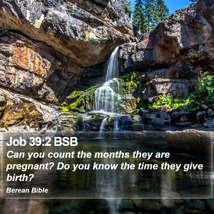 Job 39:2 BSB Bible Study