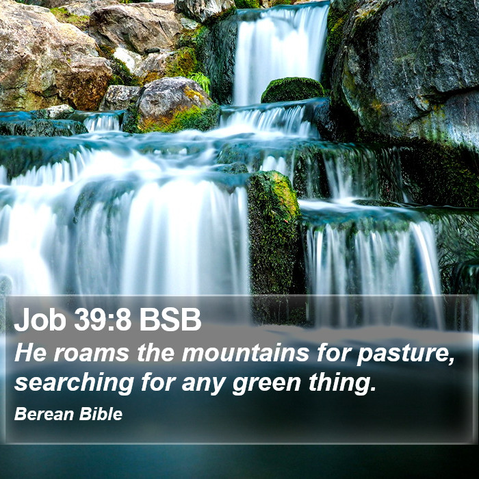 Job 39:8 BSB Bible Study